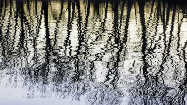 Magical moment at dawn Silhouettes of a row of bare trees reflected along the Galien River, April in southwestern Michigan-600x338