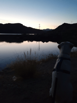 Harold by The Lake